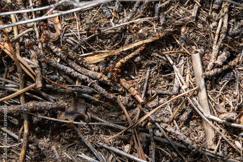 anthill close up anthill close up