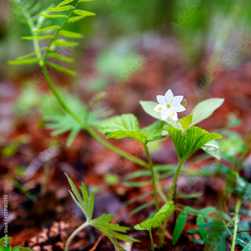 small white flower in the forest