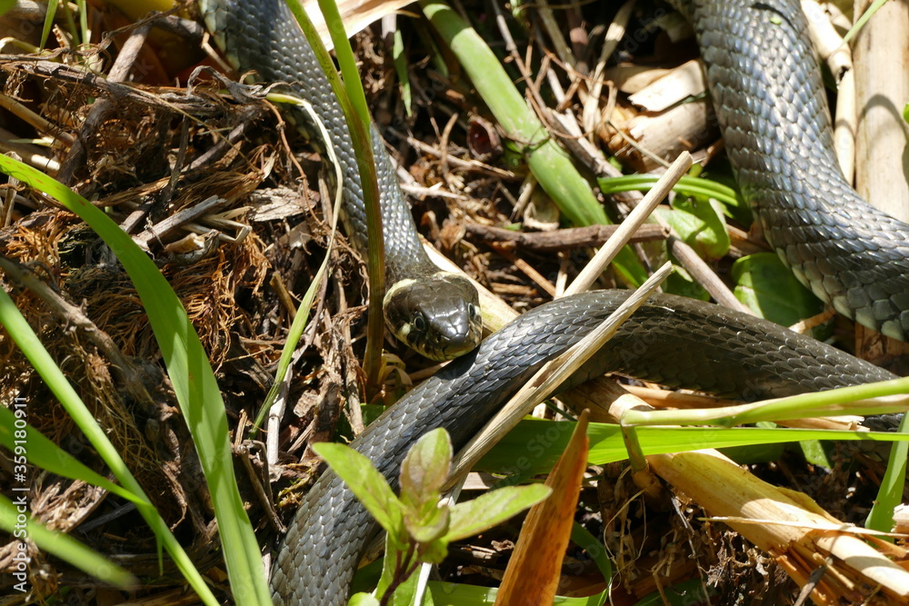 Fototapeta premium Ringelnatter