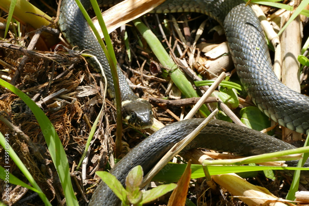 Fototapeta premium Ringelnatter