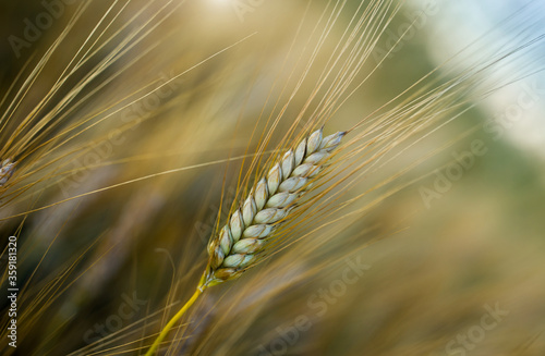 Golden barley crop before harvest