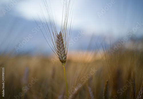 Golden barley crop before harvest