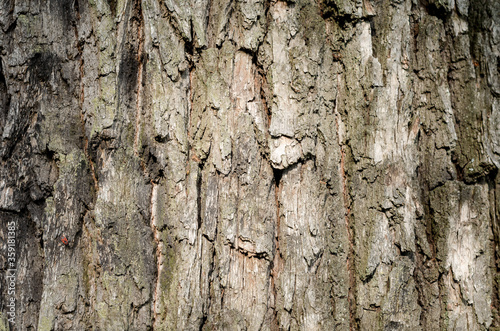 old tree trunk close up