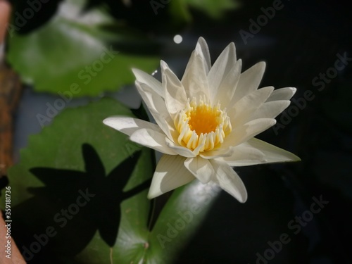 White Water Lily blooming in the pond.