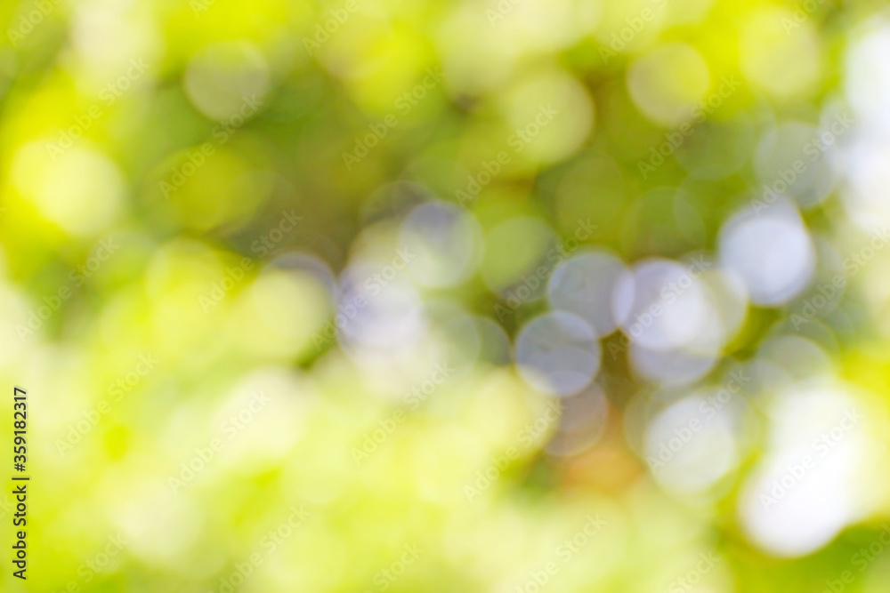 Abstract and green tree bokeh background