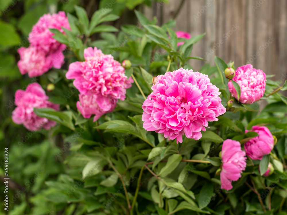 peonies flowers blooming in the garden.