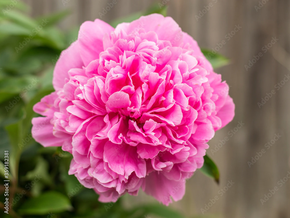 peonies flowers blooming in the garden.