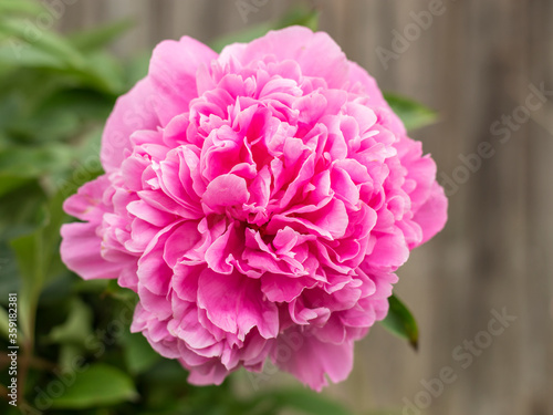 peonies flowers blooming in the garden.