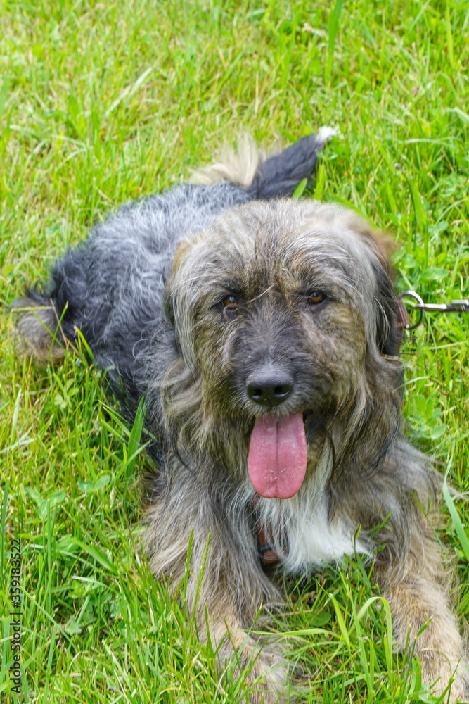 Tierheimhund Teddy - sonnt sich beim Gassigehen auf der Wiese Tierheimhund Teddy - sonnt sich beim Gassigehen auf der Wiese