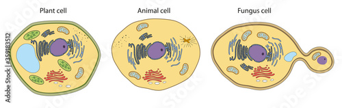 Photos Plant, animal, fungus cell structure