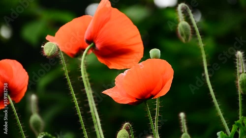 Beautiful red poppies sway in the wind