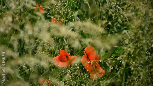 Beautiful red poppies sway in the wind