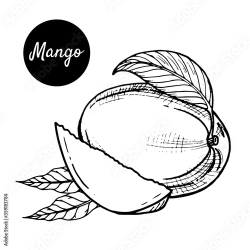 Black-white vector illustration of tropical mango fruit on a white background. Hand-drawn in retro style. For menus, restaurants, brochures, decor of healthy food items.