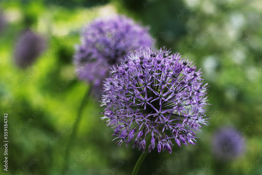 Two Allium Lilac Dandelions in the Park Two Allium Lilac Dandelions in the Park