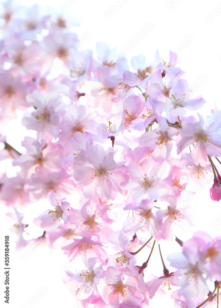 Fototapeta premium 桜満開