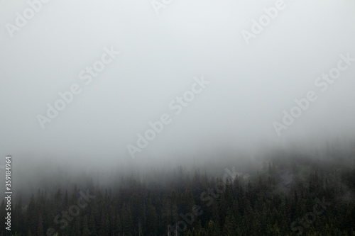 Clouds on pine trees forest, scandinavian nature. Mystic wild woodland. Autumn travel foggy Norway 