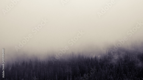 Clouds on pine trees forest, scandinavian nature. Mystic wild woodland. Autumn travel foggy Norway. Color graded