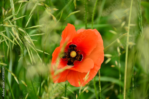 Beautiful red poppies in the green grass