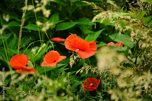 Beautiful red poppies in the green grass