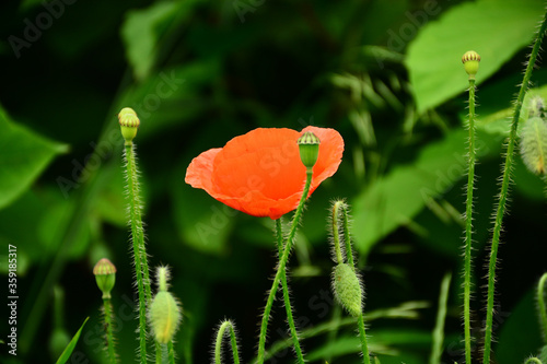 Beautiful red poppies in the green grass
