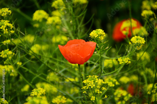 Beautiful red poppies in the green grass