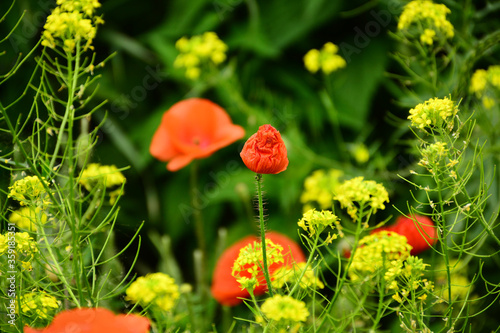 Beautiful red poppies in the green grass