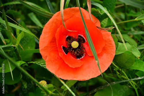 Beautiful red poppies in the green grass