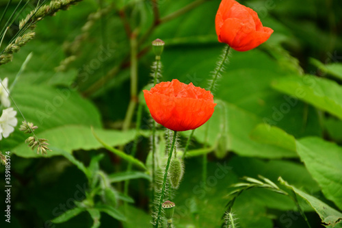 Beautiful red poppies in the green grass