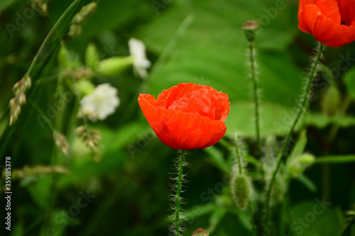 Beautiful red poppies in the green grass