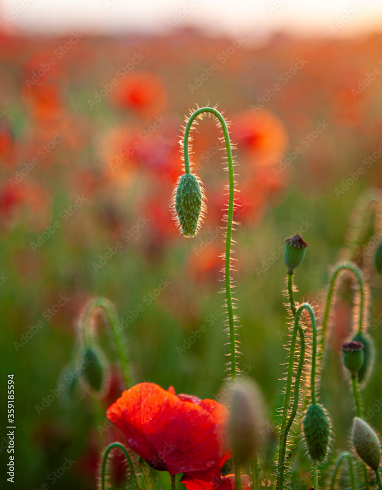 Field of poppies. Background for postcards. Nature in the summer. Sunset sun. Red poppies. Buds of wildflowers and garden flowers. Red poppy blossoms. Copy space Field of poppies. Background for postcards. Nature in the summer. Sunset sun. Red poppies. Buds of wildflowers and garden flowers. Red poppy blossoms. Copy space