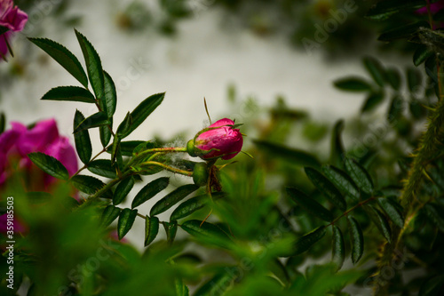 Poplar fluff fell on blooming roses. The illusion of snow on flowers