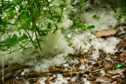 Poplar fluff fell on blooming roses. The illusion of snow on flowers