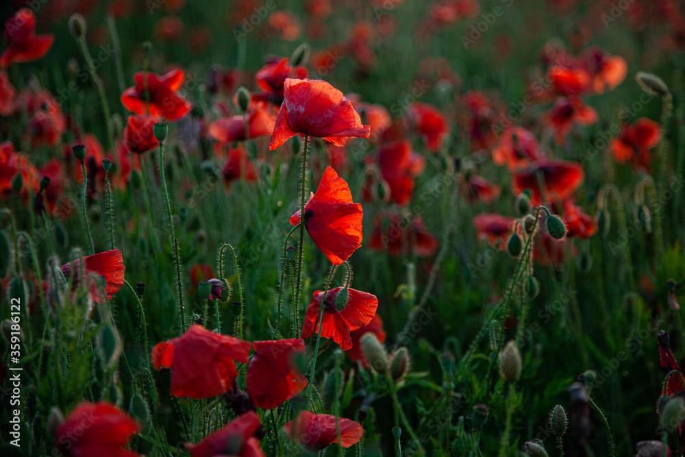Obraz premium Field of poppies. Background for postcards. Nature in the summer. Sunset sun. Red poppies. Buds of wildflowers and garden flowers. Red poppy blossoms. Copy space