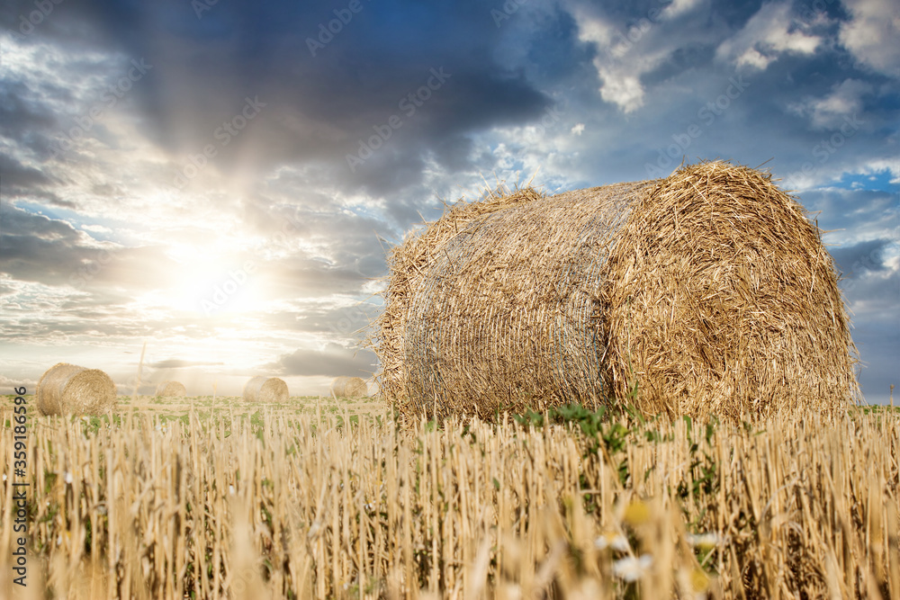 Straw rolls, straw bale on farmer field and sunset with dramatic cloudy sky, beautiful nature after harvest
Straw rolls, straw bale on farmer field and sunset with dramatic cloudy sky, beautiful nature after harvest