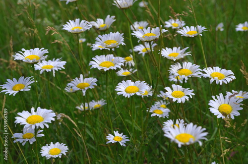 daisies in a field