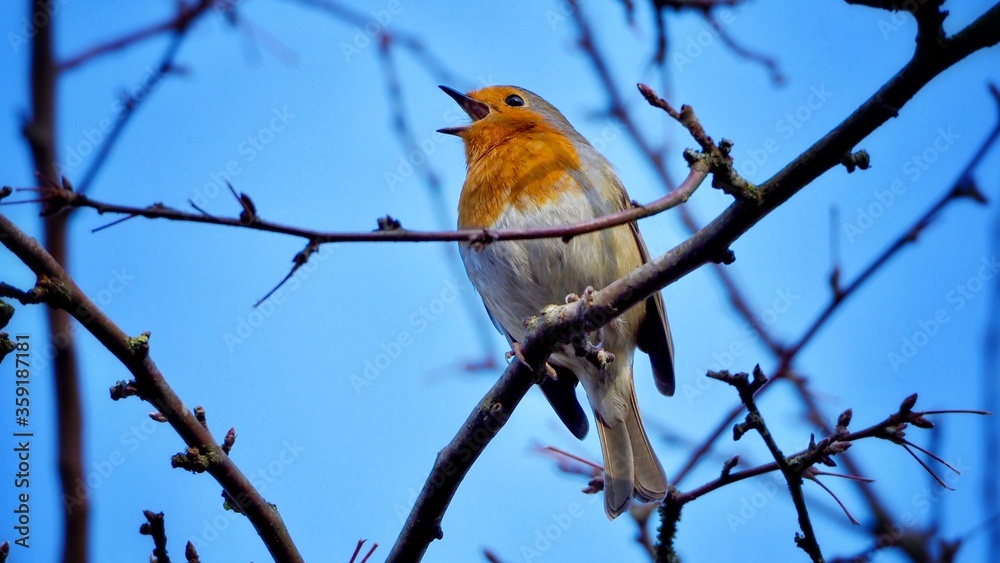 Robin Perched on a Branch