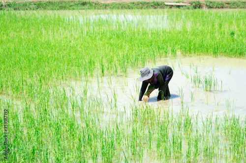Farmer is planting seedlings in rice fields.