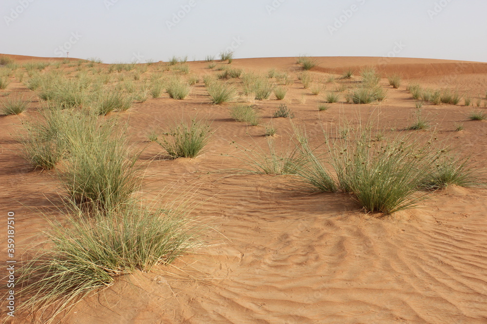 Hot and arid desert sand dunes terrain in Sharjah emirate in the United Arab Emirates. The oil-rich UAE receives less than 4 inches of rainfall a year and relies on water from desalination plants.