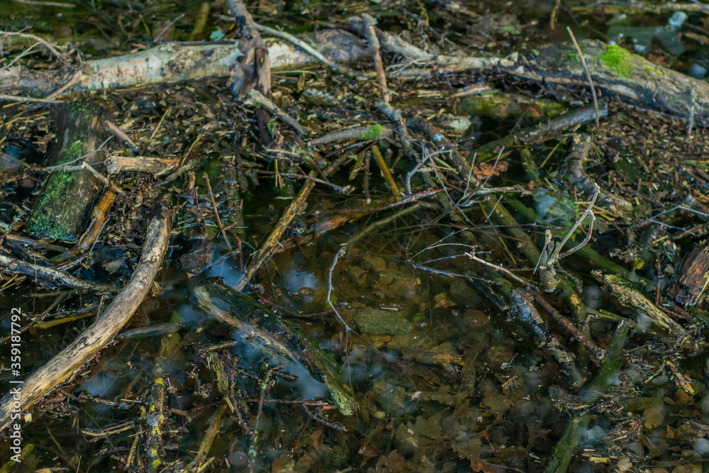 Background with a marshland with dirty water overgrown with sedge, grass and small broken boughs filmed closeup. Green water in a deserted, abandoned area. Background with a marshland with dirty water overgrown with sedge, grass and small broken boughs filmed closeup. Green water in a deserted, abandoned area.