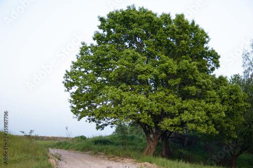 Big green oak with lush crown near country road in evening time