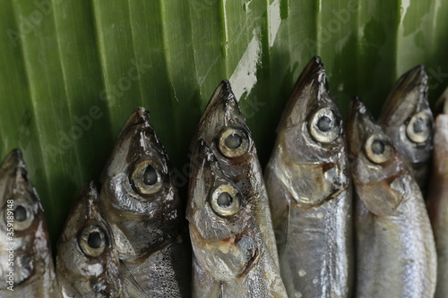 Shishamo fishs in market