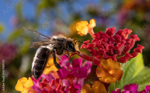 Honeybee collecting nectar from a colourful flower © Diarmuid