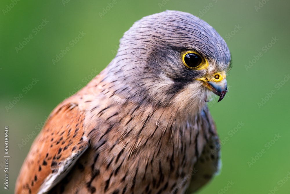 Obraz premium Male Kestrel
