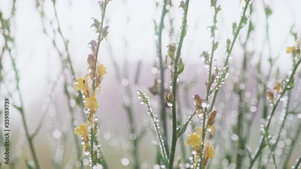 Motion background grass stems with flowers with dewdrops on meadow on an early foggy summer morning at dawn. Dew sparkles in the sun. Lens flares. Texture of nature. Relax. Motion background grass stems with flowers with dewdrops on meadow on an early foggy summer morning at dawn. Dew sparkles in the sun. Lens flares. Texture of nature. Relax.