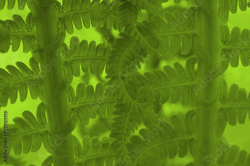 Fern foliage. Green tinted plant pattern. Stalks and leaves. Emerald background or wallpaper. Reduced contrast. Macro photo