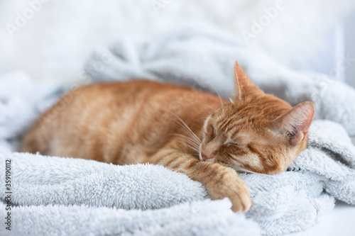 Sleeping red cat on white background.
