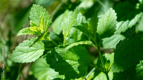 Bright green fresh mint herb growing in garden close-up. Greenery food aromatic spearmint on blurred background