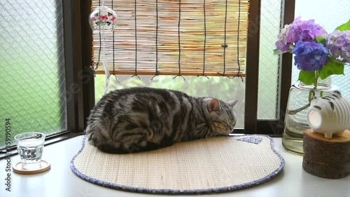 夏の出窓でくつろぐ猫の動画