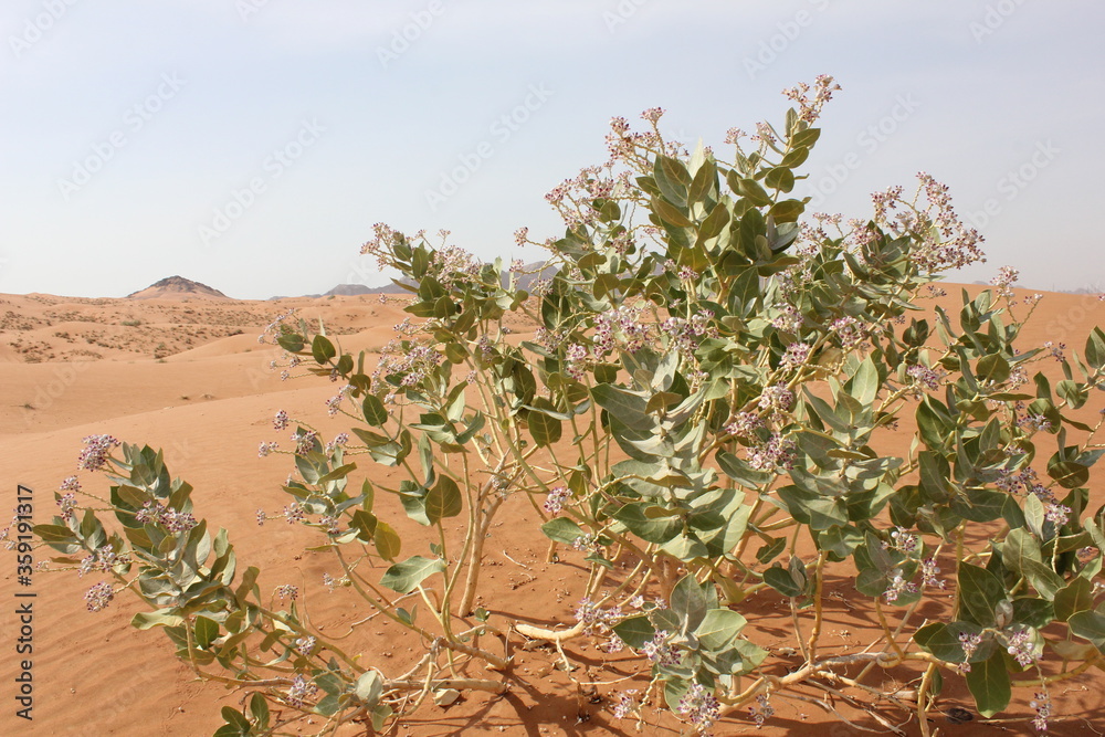 Hot and arid desert sand dunes terrain in Sharjah emirate in the United Arab Emirates. The oil-rich UAE receives less than 4 inches of rainfall a year and relies on water from desalination plants. Hot and arid desert sand dunes terrain in Sharjah emirate in the United Arab Emirates. The oil-rich UAE receives less than 4 inches of rainfall a year and relies on water from desalination plants.