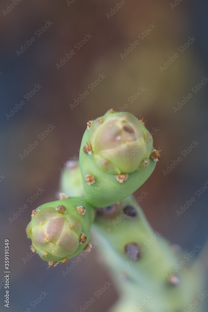 Cactus Cactus